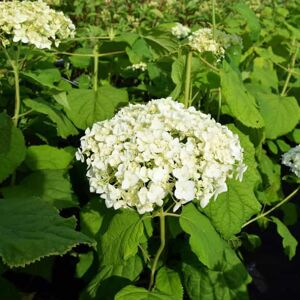 Hydrangea arborescens 'Annabelle' 30-40 cm